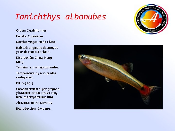 Tanichthys albonubes Orden: Cypriniformes Familia: Cyprinidae. Nombre vulgar: Neón Chino. Habitad: originario de arroyos