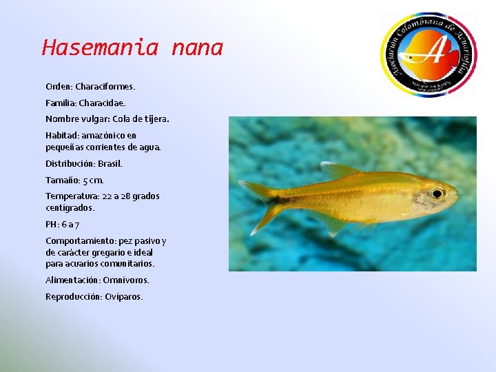 Hasemania nana Orden: Characiformes. Familia: Characidae. Nombre vulgar: Cola de tijera. Habitad: amazónico en