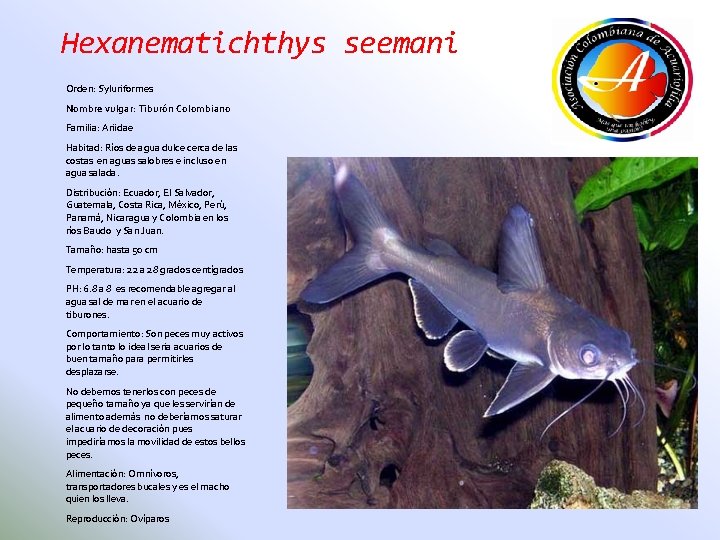 Hexanematichthys seemani Orden: Syluriformes Nombre vulgar: Tiburón Colombiano Familia: Ariidae Habitad: Ríos de agua