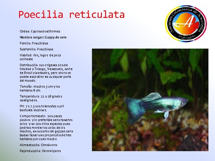 Poecilia reticulata Orden: Cyprinodontiformes Nombre vulgar: Guppy de velo Familia: Poeciliidae Subfamilia: Poeciliinae Habitad: