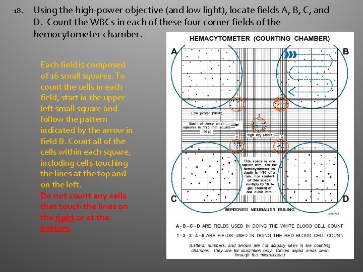 18. Using the high-power objective (and low light), locate fields A, B, C, and