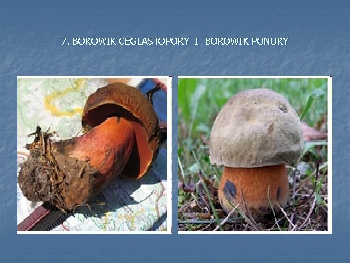7. BOROWIK CEGLASTOPORY I BOROWIK PONURY 
