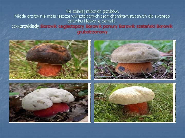 Nie zbieraj młodych grzybów. Młode grzyby nie mają jeszcze wykształconych cech charakterystycznych dla swojego
