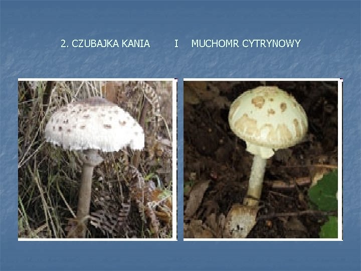 2. CZUBAJKA KANIA I MUCHOMR CYTRYNOWY 