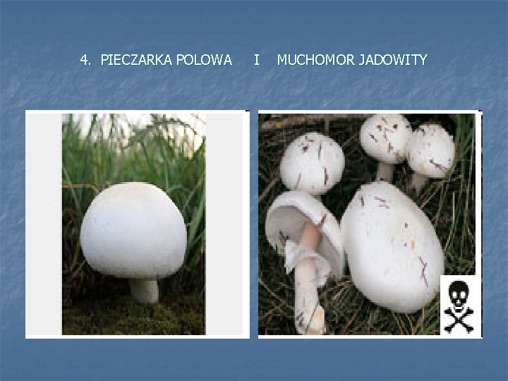 4. PIECZARKA POLOWA I MUCHOMOR JADOWITY 
