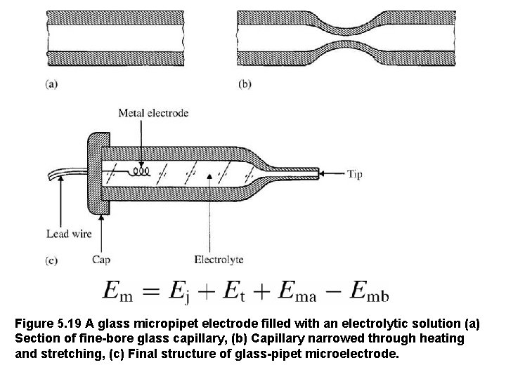 Figure 5. 19 A glass micropipet electrode filled with an electrolytic solution (a) Section