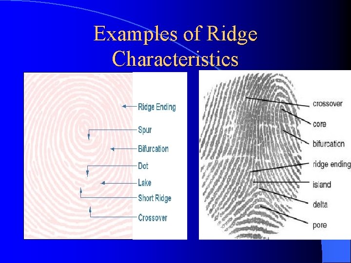 Examples of Ridge Characteristics 