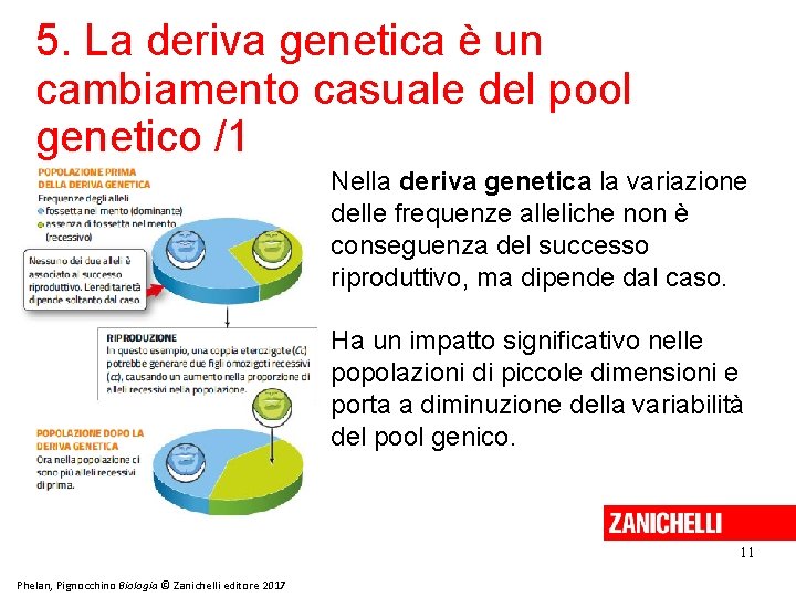 5. La deriva genetica è un cambiamento casuale del pool genetico /1 Nella deriva