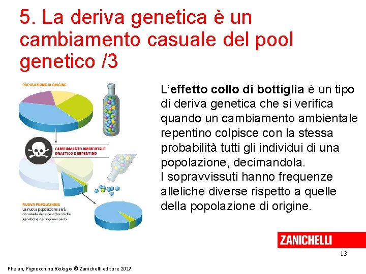 5. La deriva genetica è un cambiamento casuale del pool genetico /3 L’effetto collo