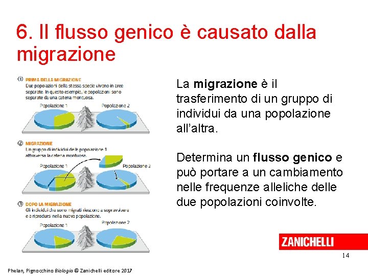 6. Il flusso genico è causato dalla migrazione La migrazione è il trasferimento di
