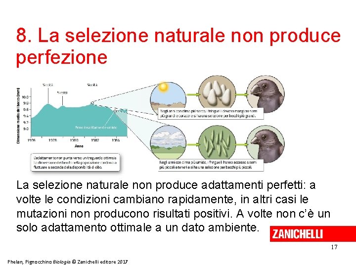 8. La selezione naturale non produce perfezione La selezione naturale non produce adattamenti perfetti: