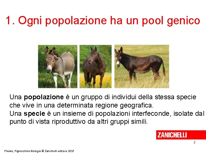 1. Ogni popolazione ha un pool genico Una popolazione è un gruppo di individui