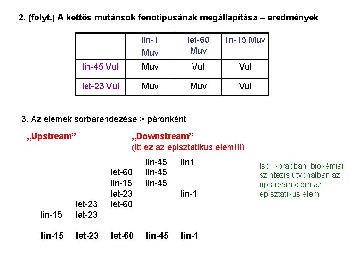 2. (folyt. ) A kettős mutánsok fenotípusának megállapítása – eredmények lin-1 Muv let-60 Muv