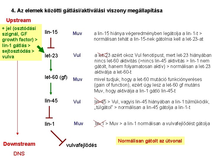 4. Az elemek közötti gátlási/aktiválási viszony megállapítása Upstream + jel (osztódási szignál, GF growth