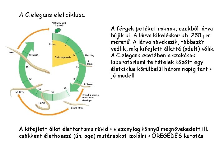 A C. elegans életciklusa A férgek petéket raknak, ezekből lárva bújik ki. A lárva