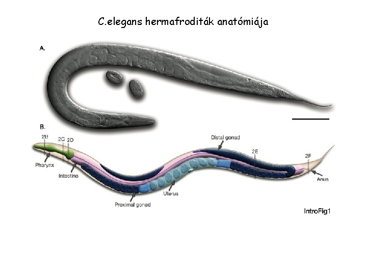 C. elegans hermafroditák anatómiája 