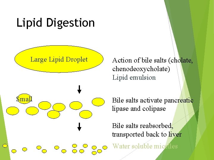 Lipid Digestion Large Lipid Droplet Small Action of bile salts (cholate, chenodeoxycholate) Lipid emulsion
