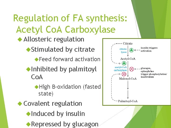 Regulation of FA synthesis: Acetyl Co. A Carboxylase Allosteric regulation Stimulated Feed by citrate