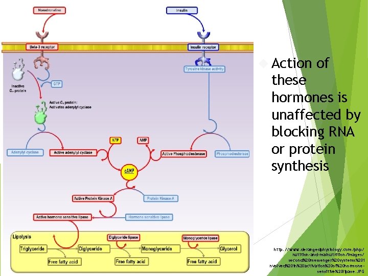  Action of these hormones is unaffected by blocking RNA or protein synthesis http: