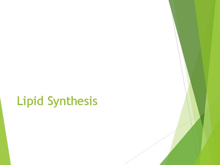 Lipid Synthesis 