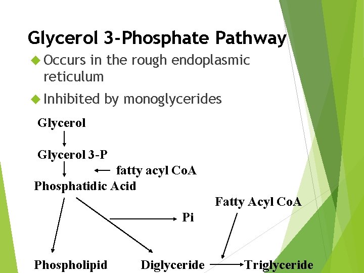 Glycerol 3 -Phosphate Pathway Occurs in the rough endoplasmic reticulum Inhibited by monoglycerides Glycerol