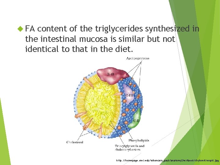  FA content of the triglycerides synthesized in the intestinal mucosa is similar but