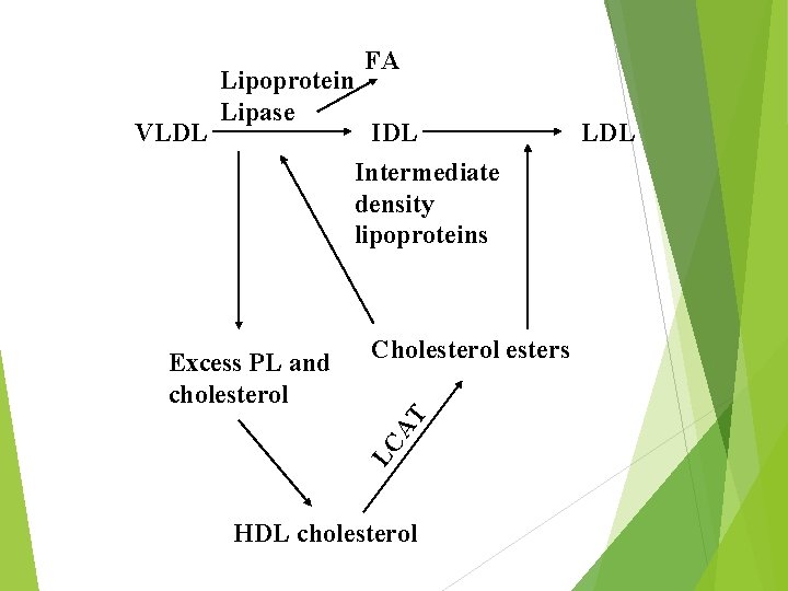 VLDL Lipoprotein Lipase FA IDL Intermediate density lipoproteins Cholesterol esters LC AT Excess PL