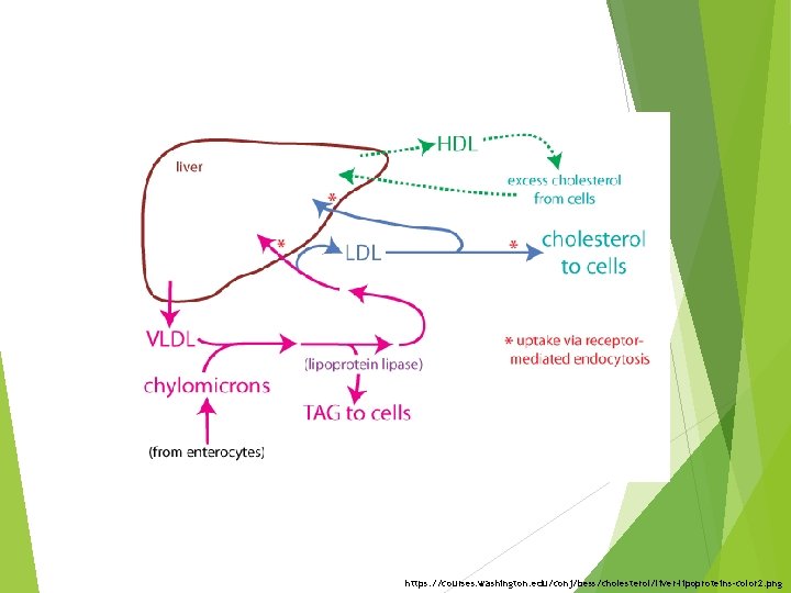 https: //courses. washington. edu/conj/bess/cholesterol/liver-lipoproteins-color 2. png 