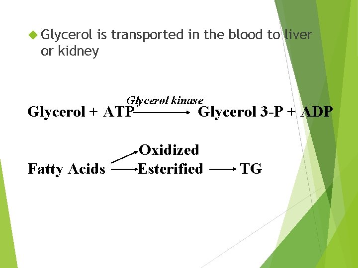  Glycerol is transported in the blood to liver or kidney Glycerol kinase Glycerol