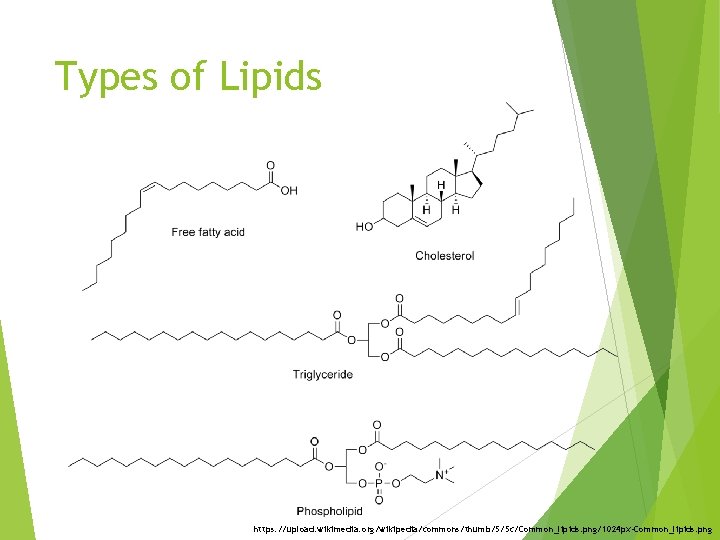 Types of Lipids https: //upload. wikimedia. org/wikipedia/commons/thumb/5/5 c/Common_lipids. png/1024 px-Common_lipids. png 