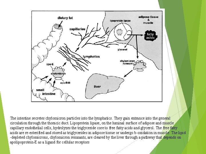 The intestine secretes chylomicron particles into the lymphatics. They gain entrance into the general