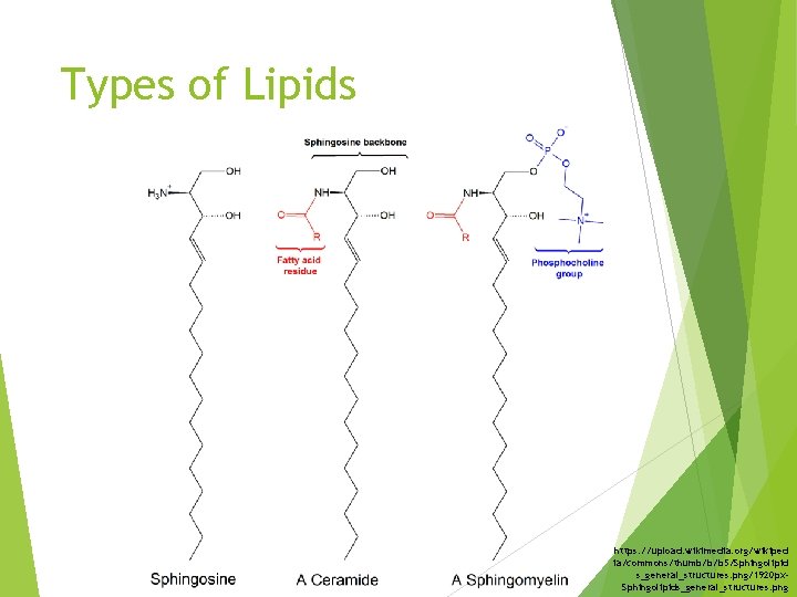 Types of Lipids https: //upload. wikimedia. org/wikiped ia/commons/thumb/b/b 5/Sphingolipid s_general_structures. png/1920 px. Sphingolipids_general_structures. png