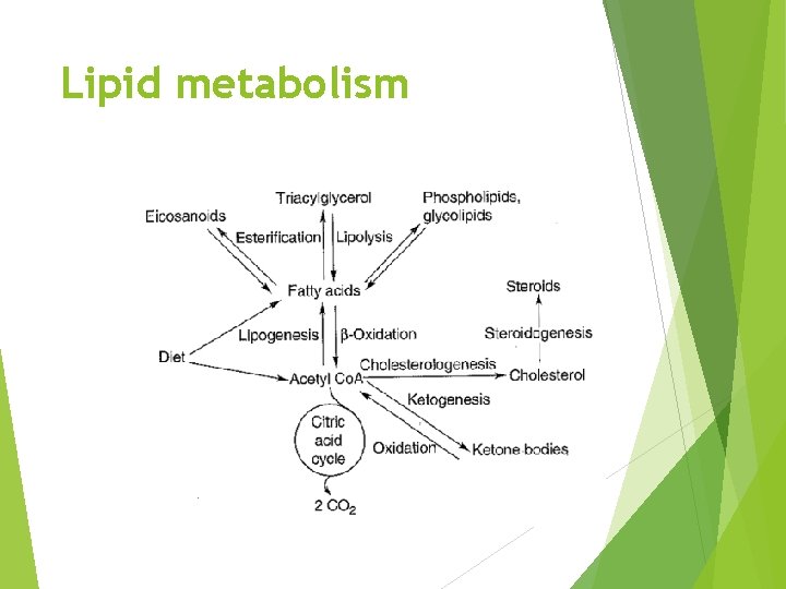 Lipid metabolism 