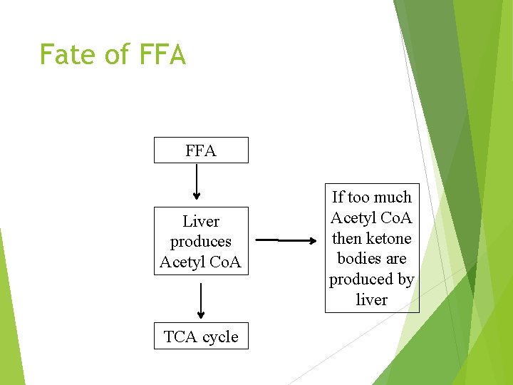 Fate of FFA Liver produces Acetyl Co. A TCA cycle If too much Acetyl