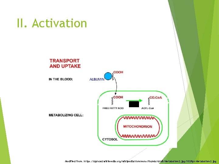 II. Activation + ATP + Co. A-SH + AMP + PPi Modified from: https: