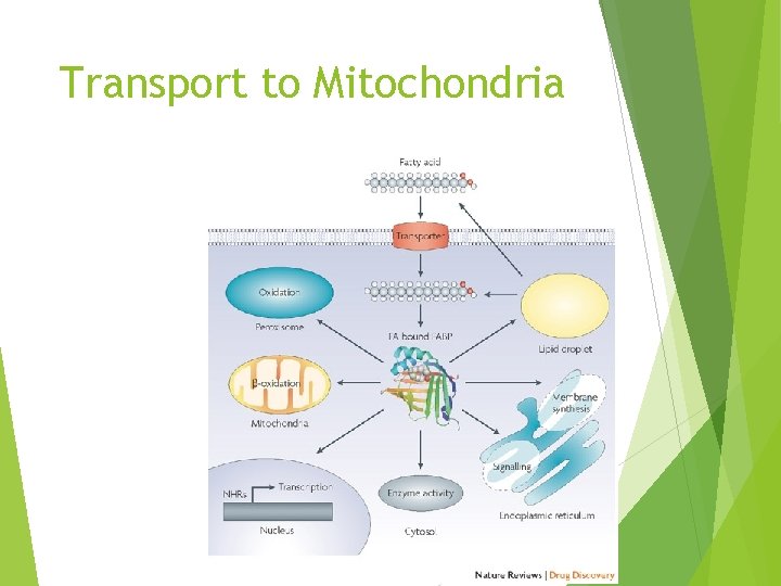 Transport to Mitochondria 