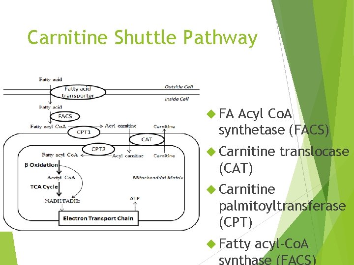 Carnitine Shuttle Pathway FA Acyl Co. A synthetase (FACS) Carnitine translocase (CAT) Carnitine palmitoyltransferase
