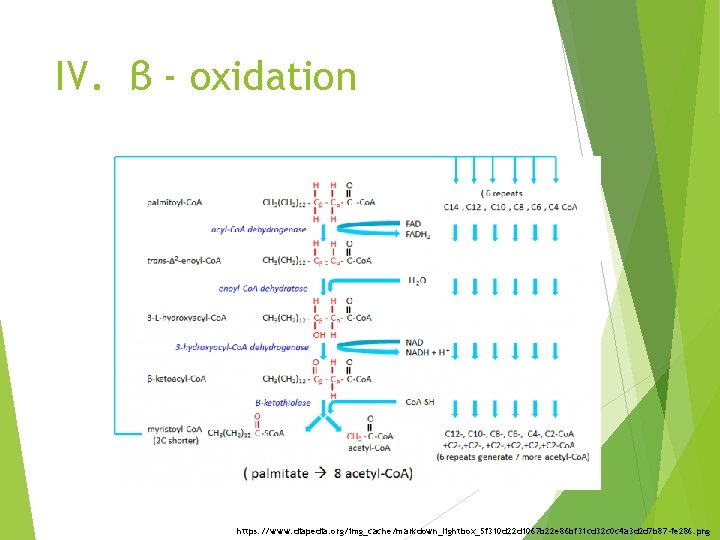 IV. β - oxidation https: //www. diapedia. org/img_cache/markdown_lightbox_5 f 310 d 22 d 1067