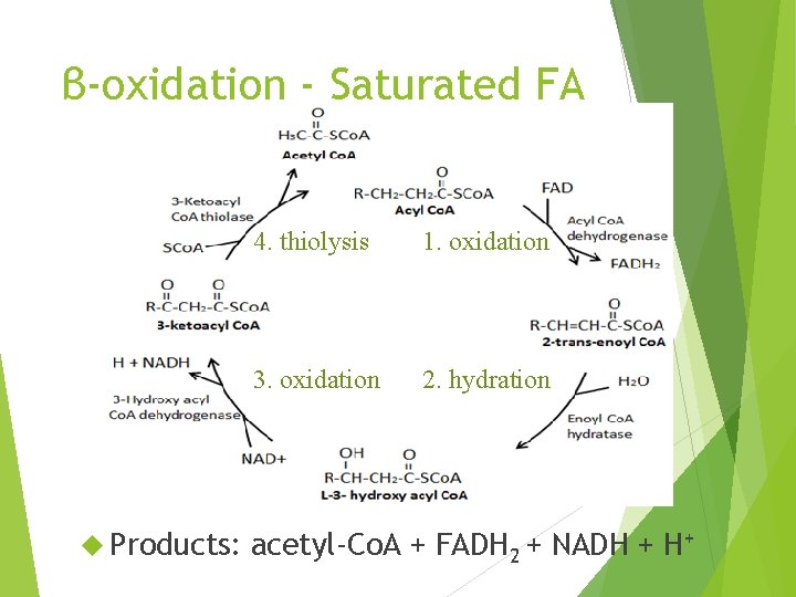 β-oxidation - Saturated FA Products: 4. thiolysis 1. oxidation 3. oxidation 2. hydration acetyl-Co.