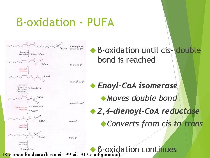 β-oxidation - PUFA β-oxidation until cis- double bond is reached Enoyl-Co. A Moves isomerase