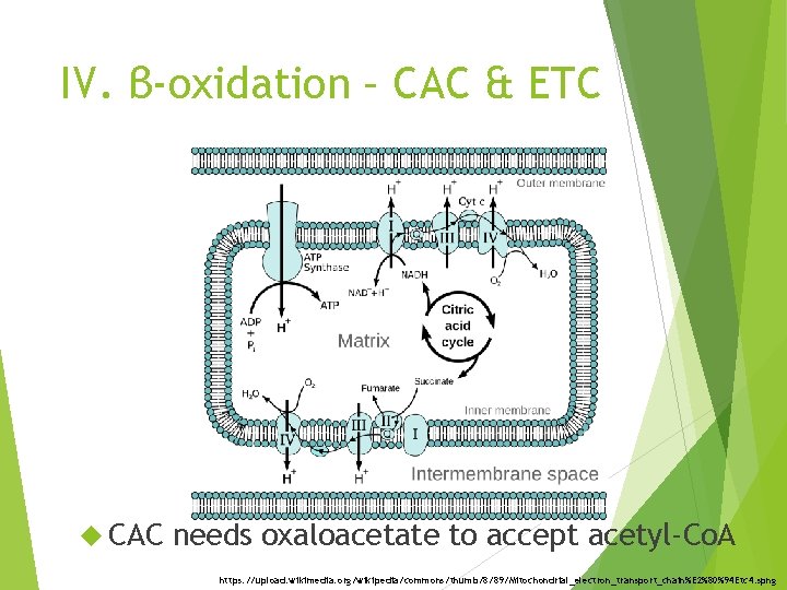 IV. β-oxidation – CAC & ETC CAC needs oxaloacetate to accept acetyl-Co. A https: