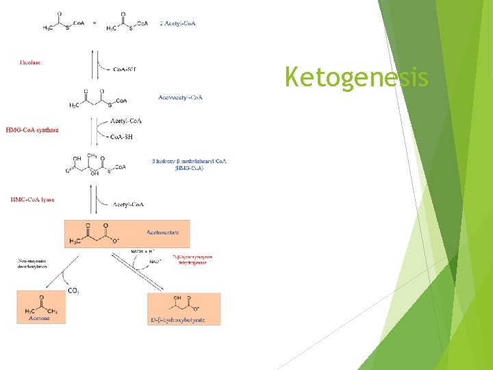 Ketogenesis 