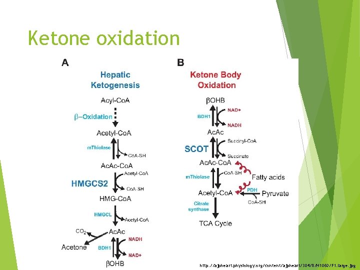 Ketone oxidation http: //ajpheart. physiology. org/content/ajpheart/304/8/H 1060/F 1. large. jpg 