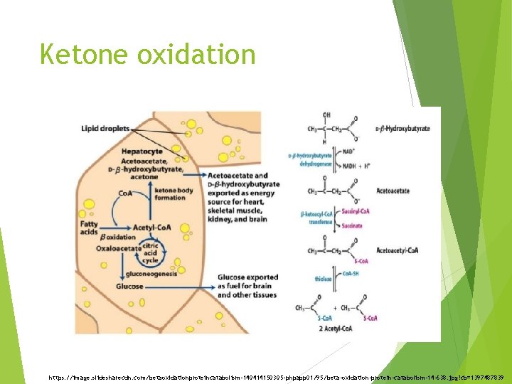 Ketone oxidation https: //image. slidesharecdn. com/betaoxidationproteincatabolism-140414150305 -phpapp 01/95/beta-oxidation-protein-catabolism-14 -638. jpg? cb=1397487839 