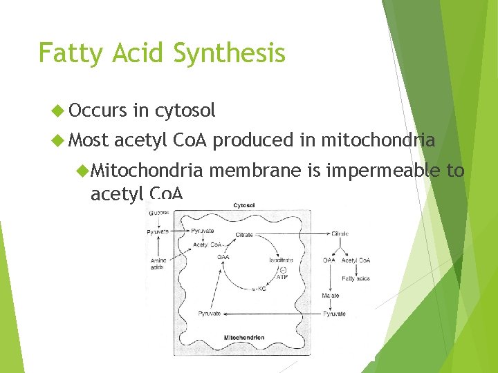 Fatty Acid Synthesis Occurs Most in cytosol acetyl Co. A produced in mitochondria Mitochondria