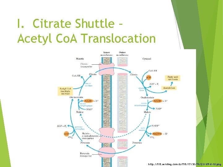 I. Citrate Shuttle – Acetyl Co. A Translocation http: //i 18. servimg. com/u/f 18/17/30/76/23/-09