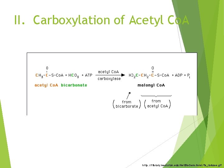 II. Carboxylation of Acetyl Co. A http: //library. med. utah. edu/Net. Biochem/mml/fa_carbase. gif 