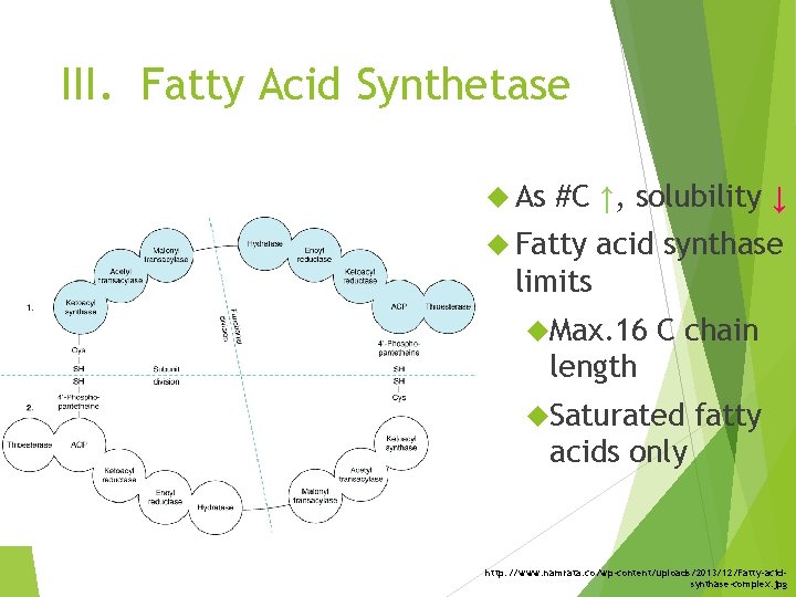 III. Fatty Acid Synthetase As #C ↑, solubility ↓ Fatty acid synthase limits Max.