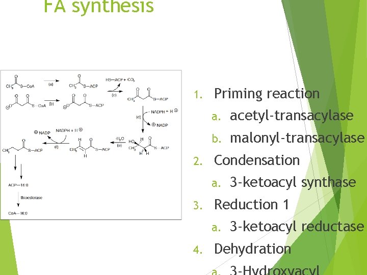 FA synthesis 1. 2. Priming reaction a. acetyl-transacylase b. malonyl-transacylase Condensation a. 3. Reduction