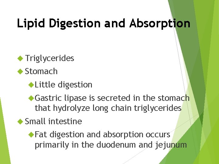 Lipid Digestion and Absorption Triglycerides Stomach Little digestion Gastric lipase is secreted in the
